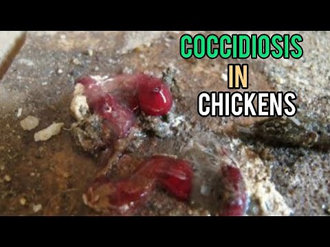 How To Treat Coccidiosis In Chickens ||Bloody Diarrhea