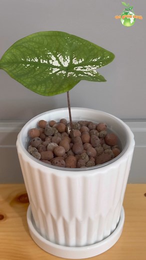 Caladium white Christmas in LECA #caladium ##plantlife #plantlove #houseplant #plantaddict #plantpowered #thegreenearth_official #gardeninspiration #gardeninglife #plantas #plants #indoorplants | The Green Earth