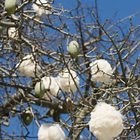 List of Plants Used for Clothing