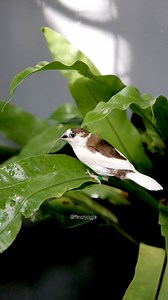 Society finch collecting nesting fibers. A gentle sign that the breeding season is near. Every move in nature has a purpose and quiet beauty. #FinchJogja #SocietyFinch #EmpritJepang #BirdLovers #NatureCinematic | Indra Prihantoro