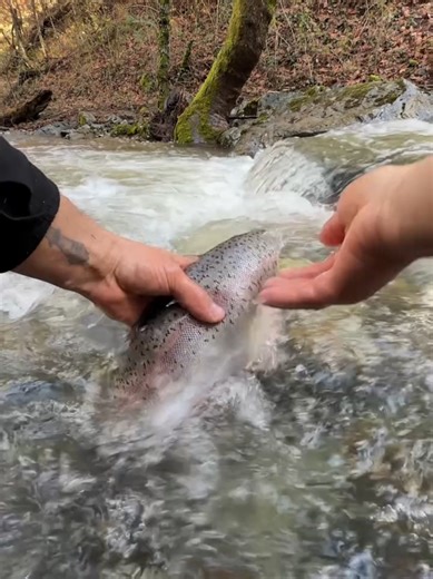 Delicious Fish Recipe You Can Make at Home