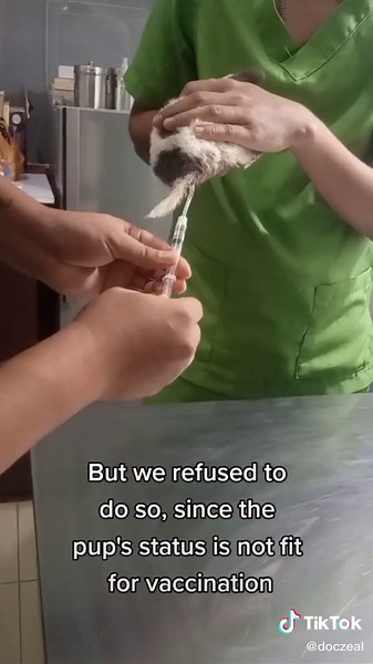 Identifying Toxocara Canis in Puppies: A Veterinary Clinic's Diagnosis