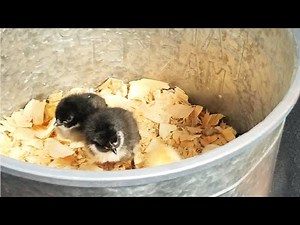 How to Set up a Brooder for Baby Chicks