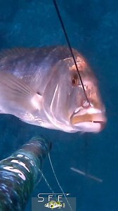 . 🎥 @spearfishing_extreme 👕 @monkey.sub 🔫 @salvimarfluyd . #snapper #spearfishing #dentice #fish #fishing #fisherman #spear #fishinglife #mare #sea #pescasub #pescasubmarina #freediving | Spearfishing_Extreme