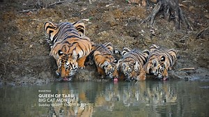 Orphaned tigress, Maya, writes her own rules, fighting wild dogs and rival tigers, to keep her stronghold on the prime territory of Central India. Her story is told on Tiger Queen of Karu this Big Cat Month. Tiger Queen of Karu is brought to you by Samsung Mobile SA #withGalaxy. | National Geographic Africa