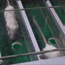 Video: Generation of a Chronic Obstructive Pulmonary Disease Model in Mice by Repeated Ozone Exposure