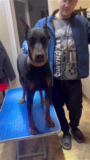 Meet our baby Ornatus Vitae Angelic Sky, 19 Months Old from Russia.