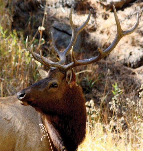 Colorado Parks and Wildlife reduces big-game hunting licenses and shortens season dates