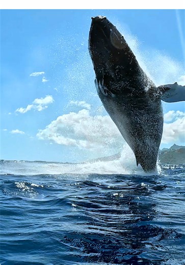 Beautiful or terrifying? 🐋 Captured by @mekanphotography #gopro #whale #whalebreach #closecall #wildlife