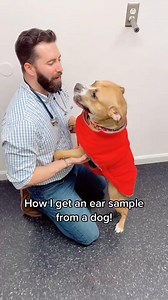 Obtaining an ear sample for cytology! #drtom #veterinarian #fyp #viral #foryou #dogs | Dr.Thomas Hamilton.Fan Club