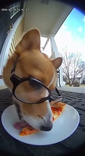 Corgi Food Critic Reviews Pizza