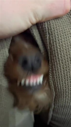 The Cutest and Funniest Dogs Compilation