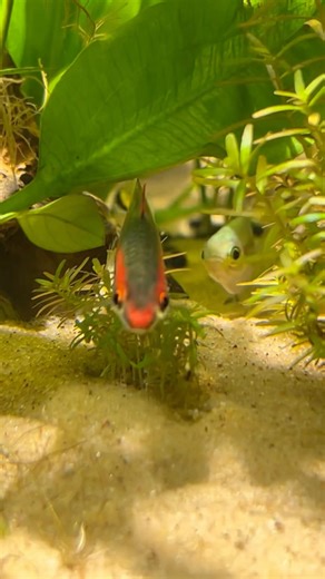 Peaceful Swim Squad: Albino Cory, Denison Barb & Boesemani 😍🐟✨