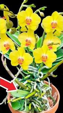 1000 times more potent than ginger, a few slices of onion will make orchids bloom continuously.