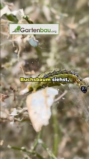 Buchsbaumzünsler bekämpfen | Warum Profi-Hilfe den Buchs rettet 🐛
