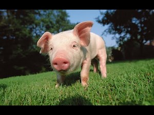 Relaxing Music with Pig Images