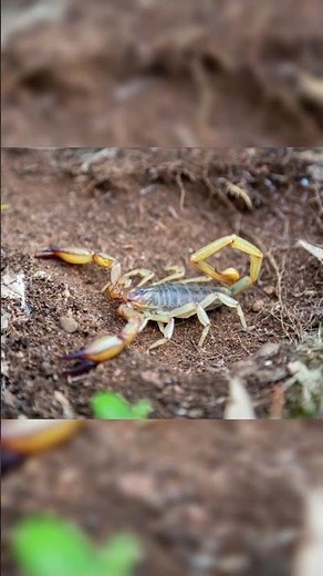 The 'man-killer' scorpion that survives extreme storms