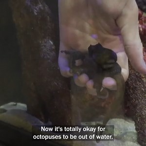 504K views · 9.2K reactions | What to Know About Caring for a Pet Octopus  | CoralFish12g | Facebook