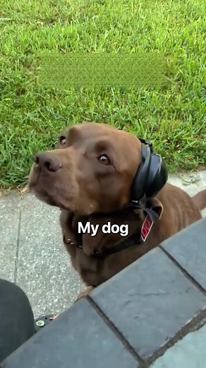 Pet owners love how these earmuffs make car rides, fireworks and household noise much easier for sensitive dogs to handle! 🐶 ✅ Protects Sensitive Ears ✅ Promotes Calmness ✅ Comfortable Fit Join thousands of satisfied dog owners and enjoy up to 50% off for a limited time! 😍🐕 https://pets-dreams.uk/products/anti-noise-dog-earmuffs | Pets Dreams UK