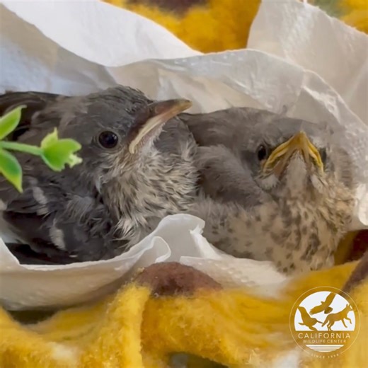 These Northern Mockingbirds are fed every hour by our dedicated team of NICU staff and volunteers. They are fed a combination of formula and mealworms. This species is omnivores and eats insects, seeds and berries out in the wild. Their diet varies slightly with the season. | California Wildlife Center
