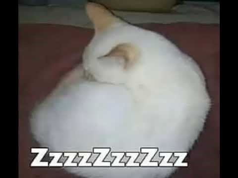 Pinche gato zzz
