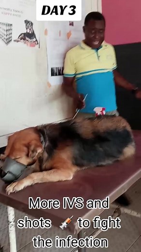 This is not a testimony for a lot of people but for us it is because the Bible in Proverbs 12:10 says, “The righteous care for the needs of their animals, but the kindest acts of the wicked are cruel.” Kindness to animals is godly. In fact, caring for them is part of our purpose
