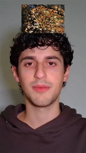 The native map for showy milkweed. Plant showy milkweed seeds if they are native to your area. The seeds help pollinators like monarch butterflies whose populations are in danger. #milkweed #planting #native #wildflower #pollinator | My Health Forward