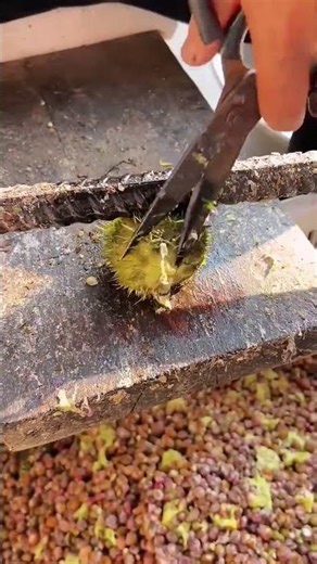 Chestnut Extraction Made Simple | Farm-Friendly Techniques