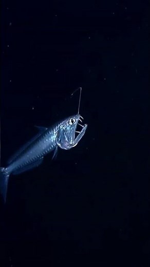 The viperfish is one of the most terrifying monsters of the deep sea 😳😳