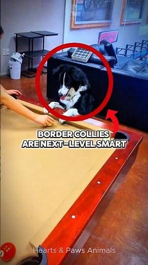 World’s Smartest Dog? 🐶
