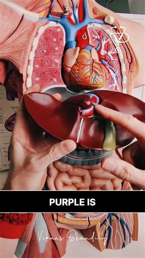 Understanding the Liver’s Dual Blood Supply | Hepatic Artery & Portal Vein Explained 🫀🩸 #LiverAnatomy #HepaticPortalVein #HepaticArtery #HumanBody #AnatomyEducation #MedicalLearning #MedStudentLife #PhysiologyFacts #VikaasShandily #BloodCirculation #MedicalAwareness #DigestiveSystem | Vikaas Shandily