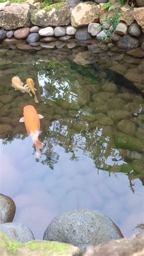 RELAXING KOI POND #koipond #natureasmr #pondsounds #relaxingpond #koifish #waterasmr #relaxingsounds