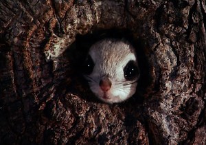 Esta ardilla voladora no tiene miedo a lanzarse al vacío porque cuenta con un paracaídas incorporado: una membrana que se extiende de muñeca a tobillo y le permite planear sin dificultad. VÍDEO: | National Geographic