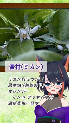 2025年12月6日 蜜柑(ミカン) #おはようvtuber #vtuber準備中 #夕凪カフェ