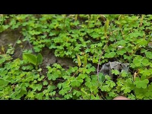 Ballistic Seed Dispersal in Oxalis(Yellow Wood Sorrel) Seed Dispersal Mechanism with Natural Sound