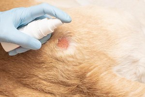 Is Calamine Lotion on Dogs Safe? - Using Calamine on Dogs