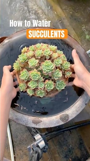 Watering Succulent Plants : Easy Guide for Healthy Plants! #shorts #plants #succulents