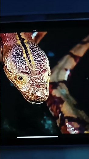 Reticulated Python Sound Effects