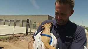 Watch Animal Cops: Phoenix Season 20 Episode 5 - Kittens on a Hot Roof