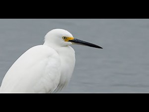 Sony A7RIV (A7R4) paired With the 200-600 and 24-105. 1st impressions. Incredible wildlife camera !!