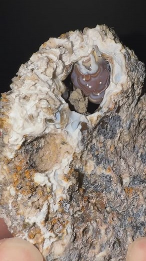 48K views · 440 reactions | Alien patterned Coral head…what’s inside?視 As soon as I cleaned this one off I knew it was going to be incredible! 視 Found by @shrkco cleaned, cut, & polished by me :) #crystals #agate #rocks #minerals #geology #fossils #fossil #coral #geode #gems | CoralGeodes | Facebook