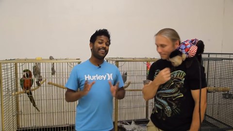 Monkey driver prank that gets long curious stares