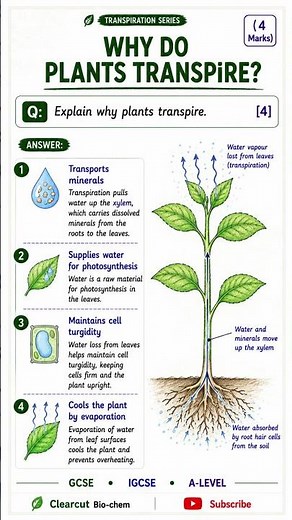 🍃 Master Transpiration in just a few minutes! #sciencerevision