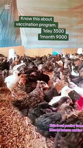To you who want to go with one month old chicks they will be vaccinated 6times before you take them then u will to vaccinate them against gumbolo and Newcastle again then u also vaccinate fowl typhoid and fowl pox . #3millionviews #localpoultryfarming #poultryfarmer #goViral