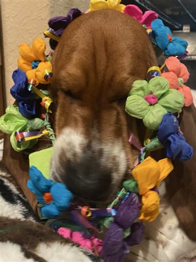 Why I Dislike This Flower Crown on My Dog
