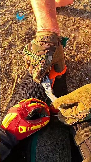 Why Can’t All Seal Rescues Be This Simple #shorts