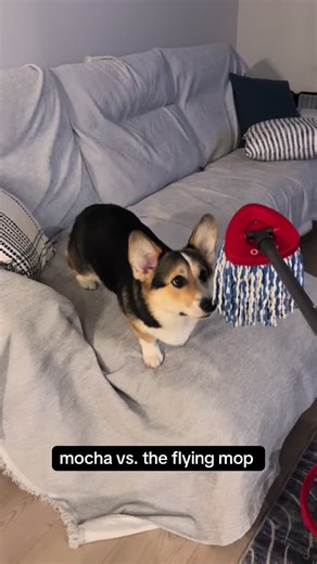 mocha vs. the flying mop 🧽 #corgi #corgisoftiktok #corgipuppy #silly #puppy
