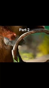 Full Movies Part 2: Where to Watch and What to Expect