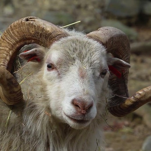 Goats and the Devil #goats #devil #shorts