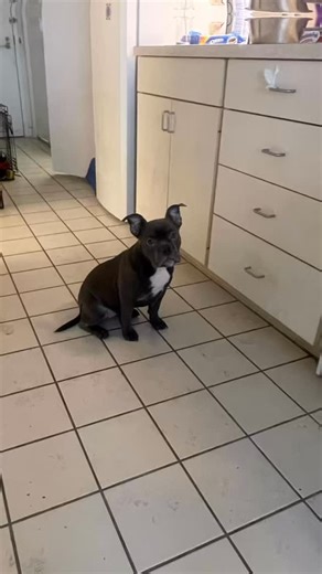 Bella.blue | Bella #americanbullybreed #viraldog #puppylove🐶 | Instagram